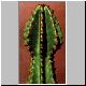 Euphorbia_abyssinica.jpg