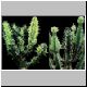 Euphorbia_adjurana.jpg