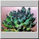 Euphorbia_albertensis.jpg
