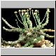 Euphorbia_albipollinifera.jpg