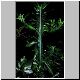 Euphorbia_ampliphylla.jpg