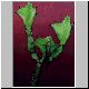 Euphorbia_angularis.jpg