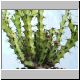 Euphorbia_angustiflora.jpg