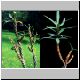 Euphorbia_annamariae.jpg