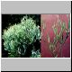 Euphorbia_aphylla.jpg