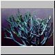 Euphorbia_aquoris.jpg