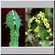 Euphorbia_cactus.jpg