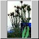 Euphorbia_candelabrum.jpg