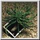 Euphorbia_caput_medusae1.jpg