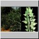 Euphorbia_carteriana.jpg