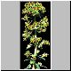 Euphorbia_charasias.jpg