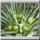 Euphorbia_clandestina1.jpg