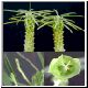 Euphorbia_clava1.jpg
