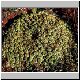 Euphorbia_clavarioides.jpg
