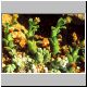 Euphorbia_cleata.jpg