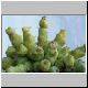 Euphorbia_clivicola1.jpg