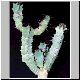 Euphorbia_coerulescens1.jpg