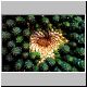 Euphorbia_colliculina.jpg