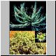 Euphorbia_confluens.jpg