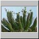 Euphorbia_crassipes.jpg