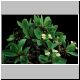 Euphorbia_fianarantsoae.jpg