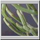 Euphorbia_fiherensis.jpg