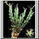 Euphorbia_friedrichiae.jpg