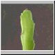 Euphorbia_epiphylloides.jpg