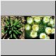Euphorbia_esculenta.jpg